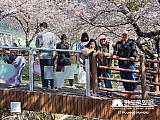 Tour a Corea Primavera