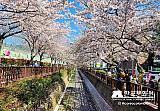 Tour a Corea Primavera